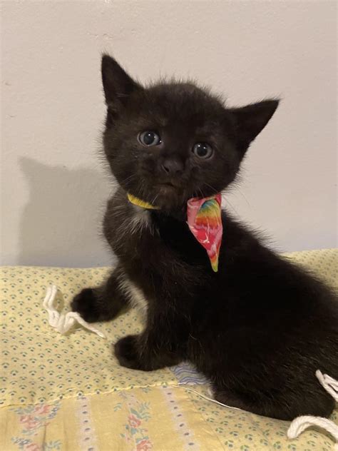 Our Cats – Westfield Homeless Cat Project