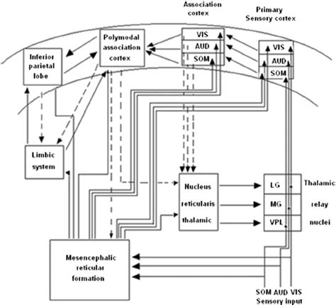 Visual and Auditory Pathways 的图像结果