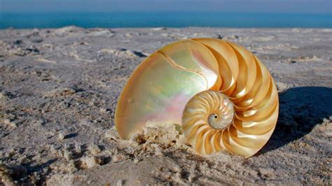 Fractals In Nature: Develop Your Pattern Recognition Skills