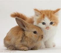 Image result for Baby Bunny Cat