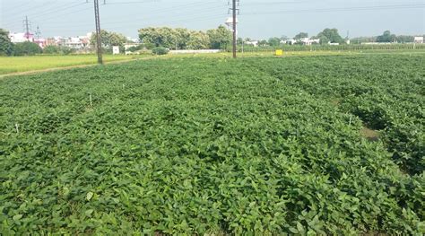 Pulses Seed Hub Portal