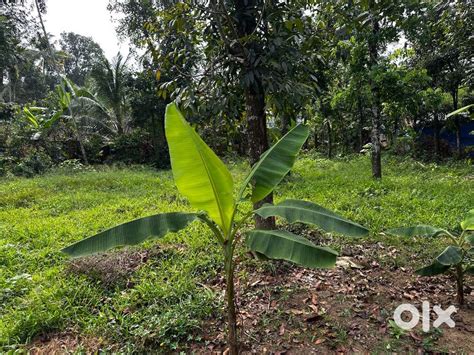 Land for sale near thalayolaparambu..good for house plots, agriculture ...