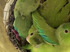 Image result for Large Parrot Nesting Box