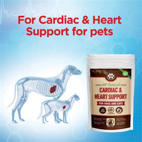 Is Your Dog's Heartbeat Irregular? What You Need To Know