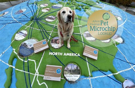 Microchip Lookup: A Vital Step in Pet Identification - BC Pet Registry