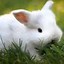 Image result for Free iPhone Wallpaper Bunnies