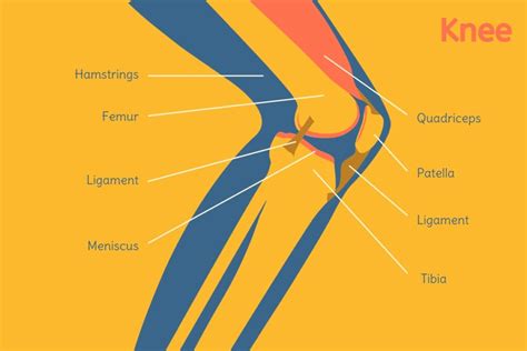 Human Backbone Evolution Chart 的图像结果