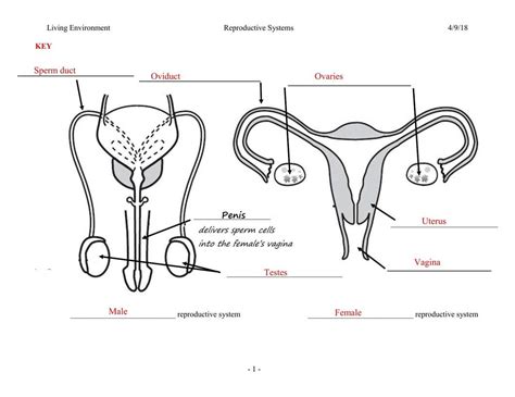 Image result for Female Reproductive System Diagram Fertilization