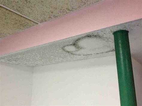 Ceiling Tiles Mold at Jane Shepherd blog