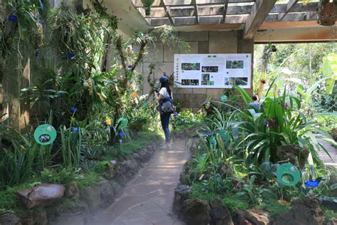 版纳植物园推出新科普活动“我的棕榈树”----中国科学院西双版纳热带植物园