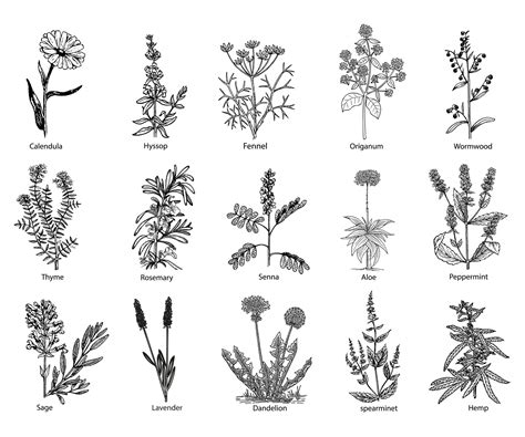 Medicinal Herbs Plants Clipart Free Stock Photo - Public Domain Pictures