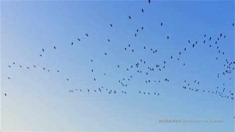 国家湿地旅游示范基地呼和浩特就有！看候鸟从天空飞过...