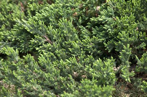 Creeping Evergreen Ground Cover