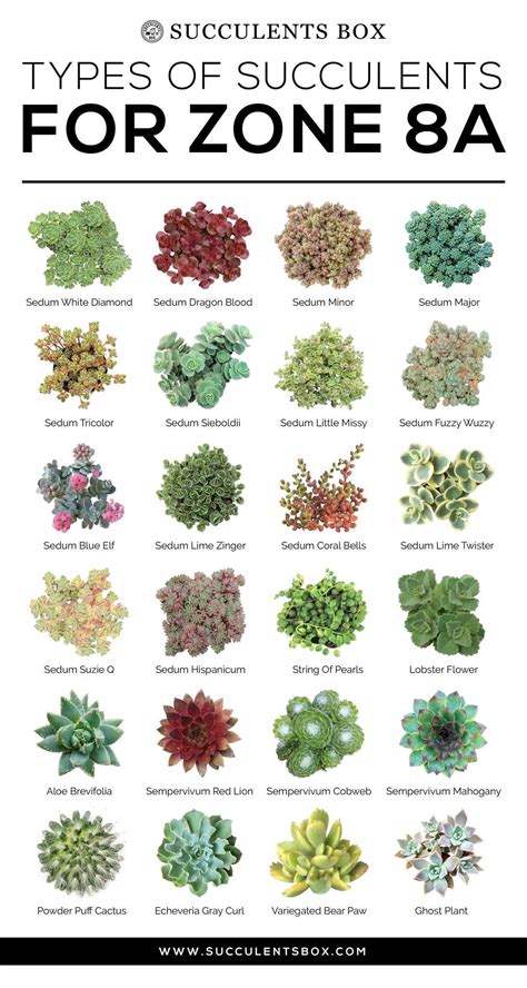 Zone 8 plants – Artofit