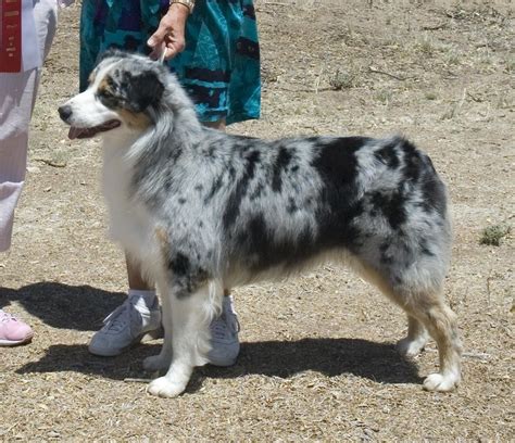 Blue Merle Australian Shepherd With Tail - adventure island tickets