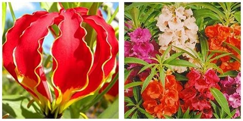 Kraft Seeds Gloriosa Flame Lily Flowers Exotic Summer Bloom Flower Bulb ...