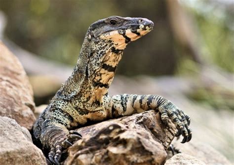 Image result for Animals Using Sign Language