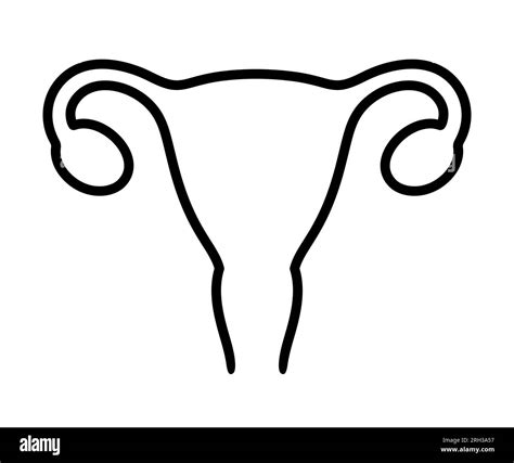 Image result for How to Draw a Male Reproductive System