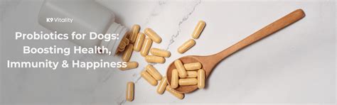 Probiotics for Dogs: Boosting Health – K9 Vitality