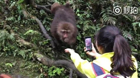 女游客峨眉山边喂食边拍摄 手机被猴子抢走-搜狐新闻