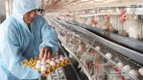 重庆市长寿区标杆养鸡股份合作社_蛋鸡养殖,初生源,鲜鸡蛋,富硒蛋