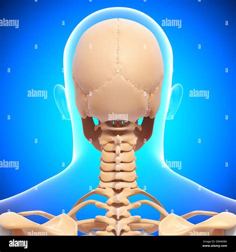 Why Is It Called Nape Of The Neck at Sara Miller blog