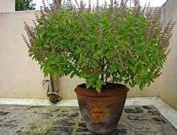 Maa tara green house green tulsi plant tree grafted : Amazon.in: Garden ...