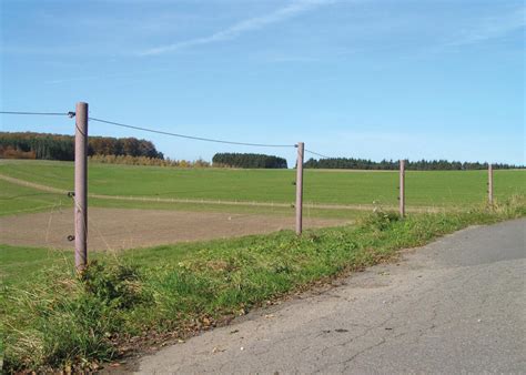 Stakes for Raspberry Plants 的图像结果