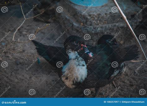 Ducks in farm and cage stock image. Image of birds, green - 108257097