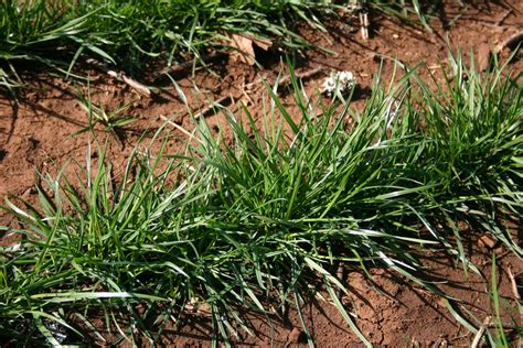 Perennial Ryegrass
