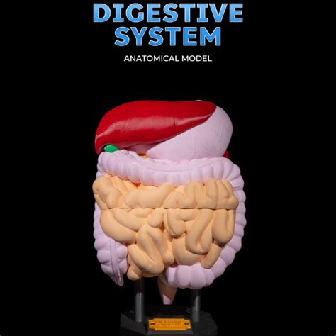 Image result for Digestive System 3D Model Tutorial