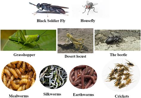 Image result for Insect Sexual Reproduction