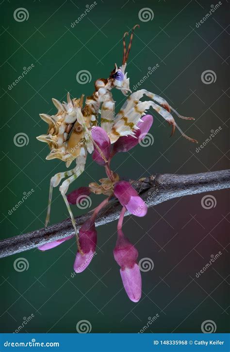 Spiny Flower Praying Mantis, Pseudocreobotra Wahlbergii, On White Stock ...