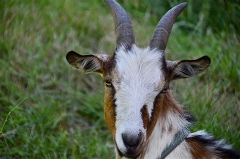 Image result for Goat Cheese Making Process