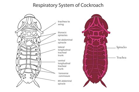 Cockroach Dissection Diagram 的图像结果