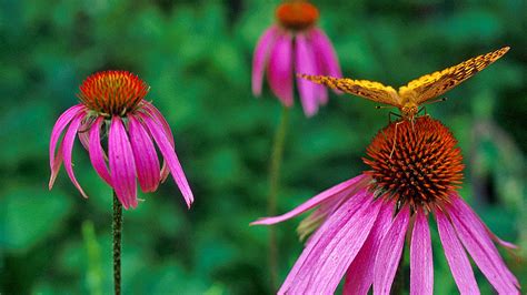 Botanical Garden Of The Ozarks Jobs | Fasci Garden