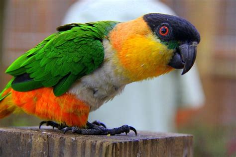 Private Airboat Tour with Alligator Encounter and Transport 2022 ...