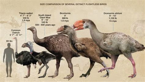 Extinct Flightless Bird Crossword - prntbl.concejomunicipaldechinu.gov.co