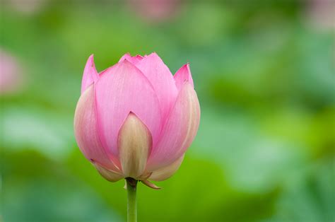 Flower Blooming Stages