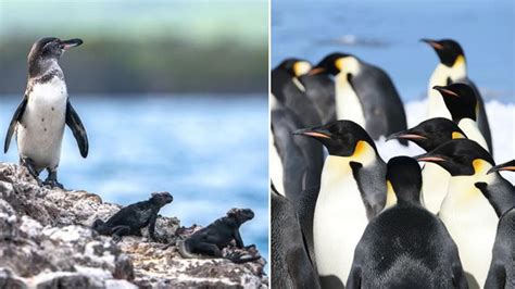 World Penguin Day special: Top global destinations where penguins ...