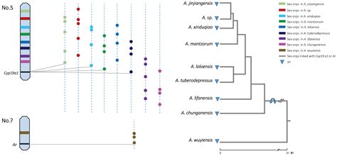 Heterogeneous Evolution of Sex Chromosomes in the Torrent Frog Genus ...
