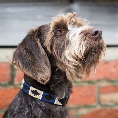 Buy Polo Dog Collar - George | Handmade Argentinian Leather Gaucho Dog ...