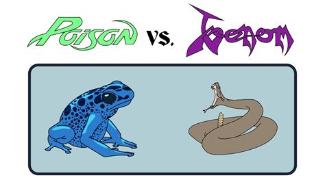 The Difference Between Poison And Venom Explained