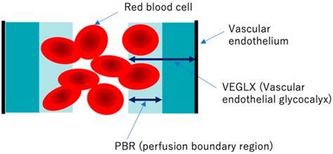 Vascular Endothelial Glycocalyx | Encyclopedia MDPI