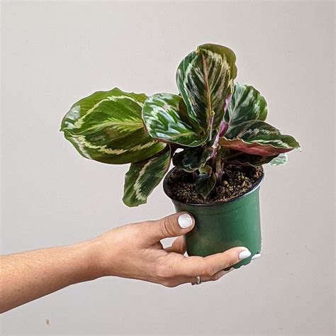 4″ Calathea Pink Medallion – Plant Van
