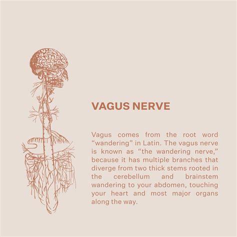 Pin by Ellen Guay on Livity | Vagus nerve, Health, Nerve health