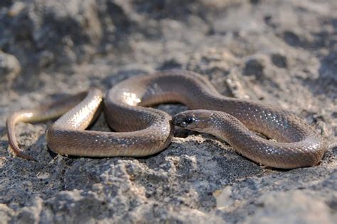 Rough Earth Snake Animal Facts - Haldea striatula - A-Z Animals