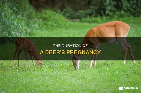 The Duration Of A Deer's Pregnancy | ShunChild