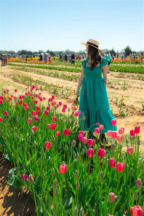 Where to See the Beautiful Tulip Fields in Texas • Seeing Sam