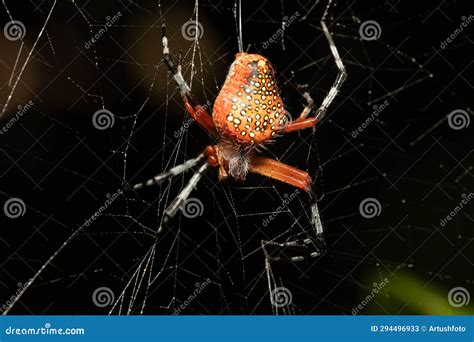 Araneus Iviei, the Tropical Orb Weaver Spider, Tortuguero, Costa Rica ...